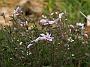 Phlox sub JF Wilson